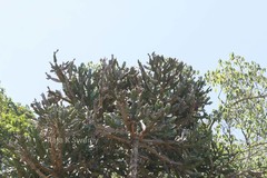 Euphorbia vajravelui